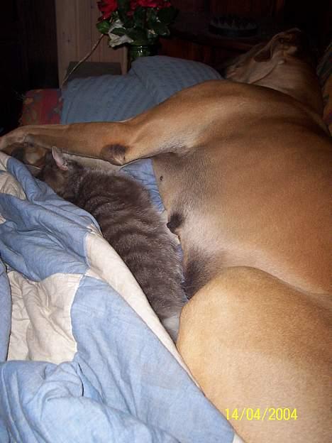 Grand danois Celeste billede 3