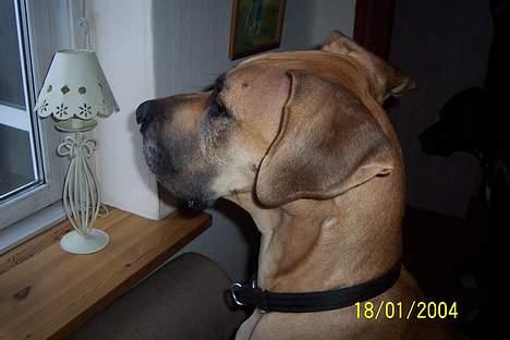 Grand danois Celeste - Neej hvor sker der mange ting ude på gaden :-) billede 4