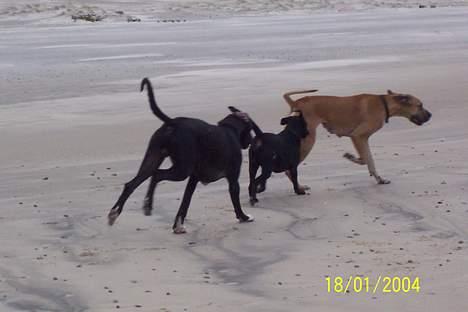 Grand danois Celeste - Celeste, Thor (mine forældres hund) og Balder påstranden  billede 5