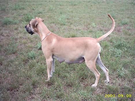 Grand danois Celeste - Celeste Høgravid. 11 dage før fødslen  billede 6