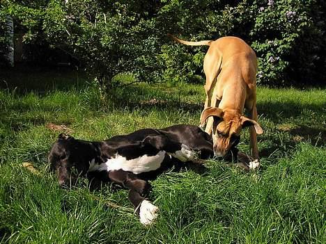 Grand danois Celeste - HEY!!!! Hvis du tager mit (kød)ben , Tager jeg sgi da bare dit ben :-) billede 7