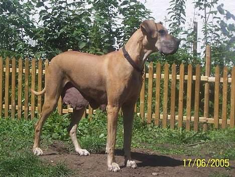 Grand danois Celeste - Celeste, har stadig lidt hængepartier :-) Har jo hvalpe .. billede 8