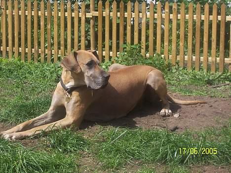 Grand danois Celeste - Celeste nyder den danske sommer endelig er kommet billede 9