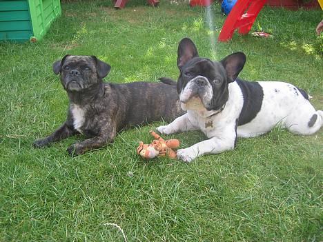 Blanding af racer Luna (R.I.P aflivet 17/1-17) - luna med kæresten manfred billede 16