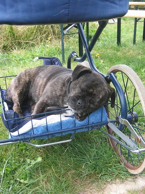 Blanding af racer Luna (R.I.P aflivet 17/1-17) - dejligt med en lur under barnevognen. billede 17