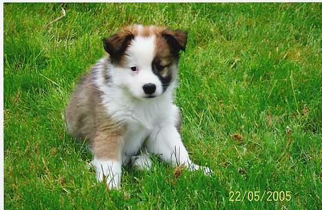 Islandsk fårehund Cinni - Cinni på en meget stor græsplæne... billede 1