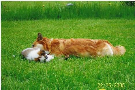 Islandsk fårehund Cinni - ligger og sover med mor efter en god omgang leg.... billede 2