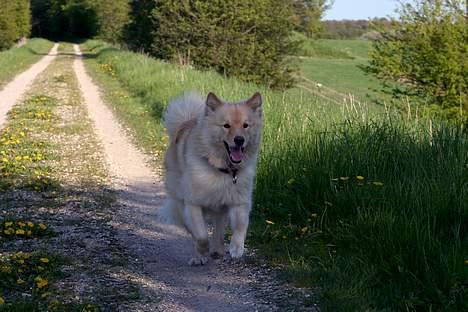 Finsk lapphund Kuopio Lucas (Himmelhund) billede 16