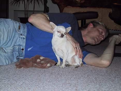 Chihuahua Mikki billede 1