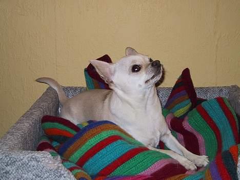 Chihuahua Mikki - Kom nu med den godbid! billede 2