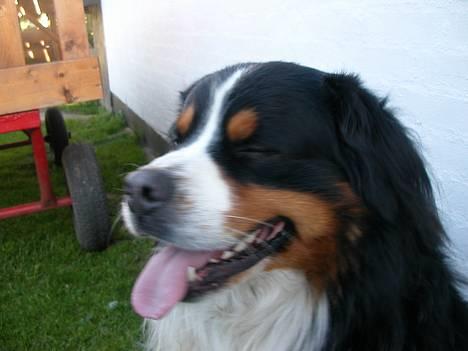 Berner sennenhund Donna Tello - en fotogen tello...! hehe...! billede 1