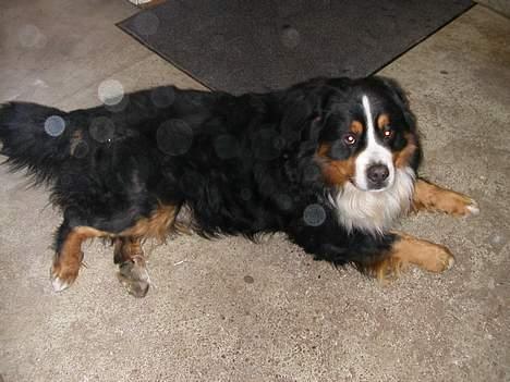 Berner sennenhund Donna Tello - er lige blevet lidt træt! billede 2