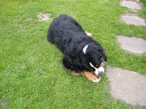 Berner sennenhund Donna Tello - jeg elsker mit tyggeben! billede 3