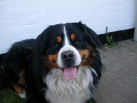 Berner sennenhund Donna Tello - er jeg ikke smuk? billede 4