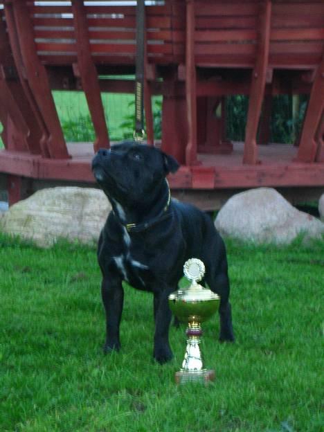 Staffordshire bull terrier  Engelsk Lemon - vipperød: vinder af unghundeklassen bedste han billede 1