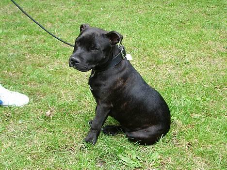 Staffordshire bull terrier  Engelsk Lemon billede 2