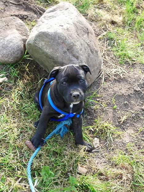 Staffordshire bull terrier  Engelsk Lemon - Lemon i vores have billede 10