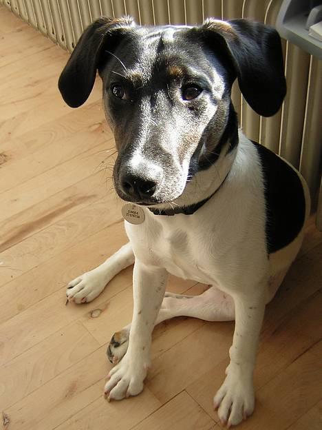 Dansk svensk gaardhund Simba 15/10 - Er jeg ikke bare dejlig..... billede 1