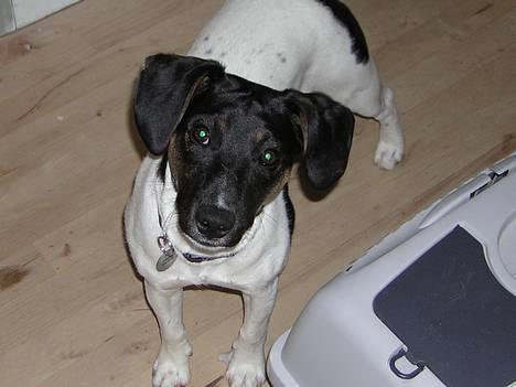 Dansk svensk gaardhund Simba 15/10 - Mor hvad laver du..... billede 2