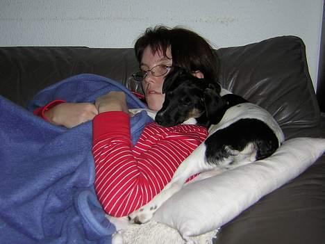 Dansk svensk gaardhund Simba 15/10 - Jeg elsker at putte sammen med min mor... billede 3