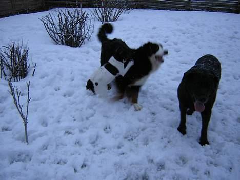 Dansk svensk gaardhund Simba 15/10 - Simba leger med sine venner, Bamse og Ninka.. billede 4