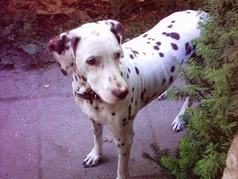 Dalmatiner Lady Lika - Lovely Lady Lika billede 1