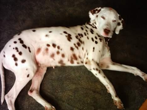 Dalmatiner Lady Lika - Ligge ned kan hun! billede 2