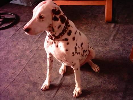 Dalmatiner Lady Lika - Og sitte kan hun vel nok også. billede 3