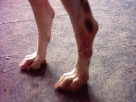 Dalmatiner Lady Lika - Her er benet der er sygt. Men det er næsten helet, man kan lige se at der ikke er noget hår på... billede 4