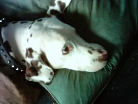 Dalmatiner Lady Lika - :D:D:D billede 5