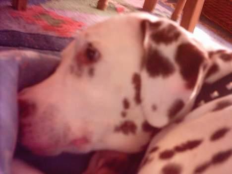 Dalmatiner Lady Lika - Her ligger den lille prut i MIN sækkestol!! billede 6