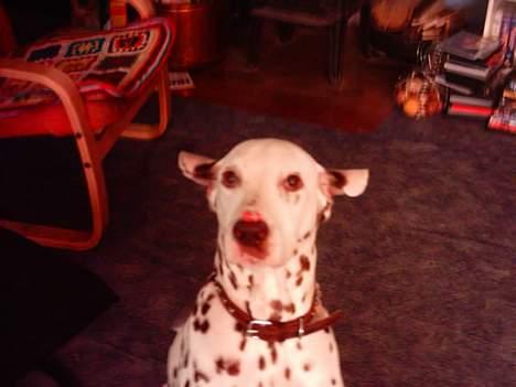 Dalmatiner Lady Lika - Rofl :D:D:D billede 7