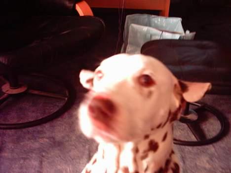 Dalmatiner Lady Lika - Så skulle man vist lige snuse til kameraet :P billede 9