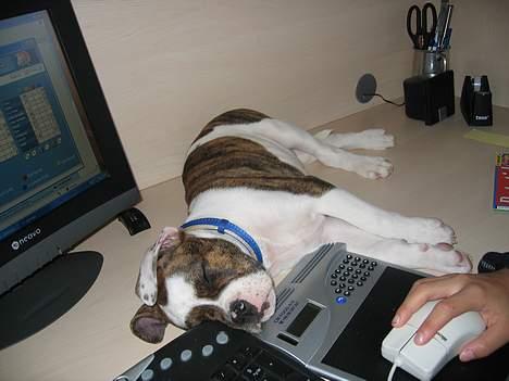 Amerikansk bulldog Cæsar - Cæsar vil være hvor vi andre er så op på med ham.  billede 5