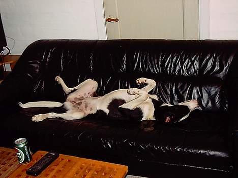 Blanding af racer Bella R.I.P. - Bajer plus fjernbetjening plus en lille lur.......  Love life!!!.... :o) billede 20