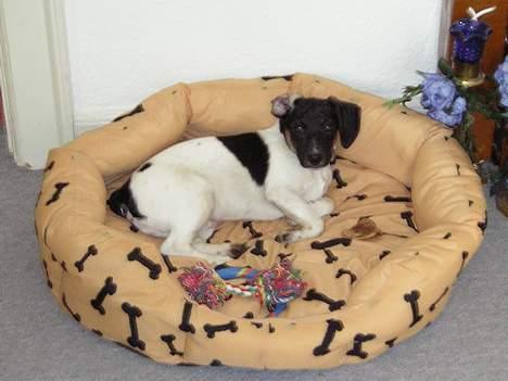 Dansk svensk gaardhund Simba 15/10 - Her er jeg lige kommet hjem til mit nye hjem og familie.. billede 5