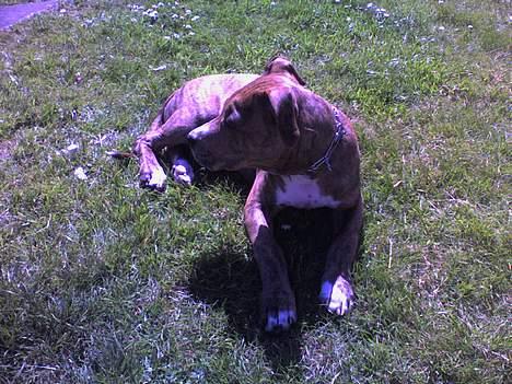 Amerikansk staffordshire terrier Chico - Chico - Ligger i haven og hvilet sig lidt....3½ mdr gammel... billede 10