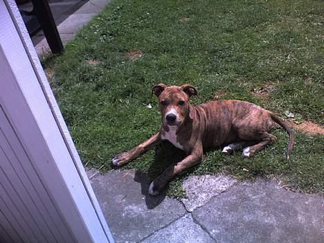 Amerikansk staffordshire terrier Chico - Chico - Ligger i haven og hvilet sig lidt....3½ mdr gammel... billede 11