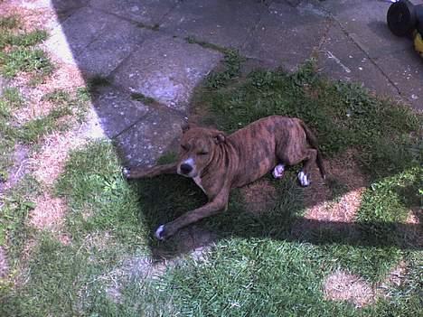 Amerikansk staffordshire terrier Chico - Lukkede øjne......3½ mdr... billede 12