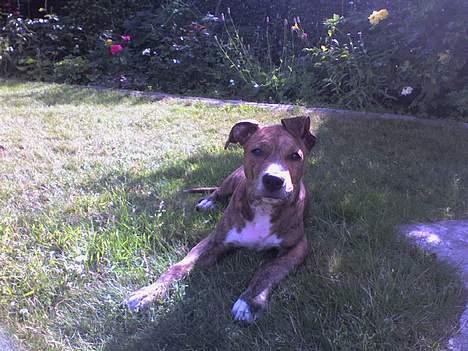 Amerikansk staffordshire terrier Chico - Jeg ligger her bare......3½ mdr gammel.. billede 13