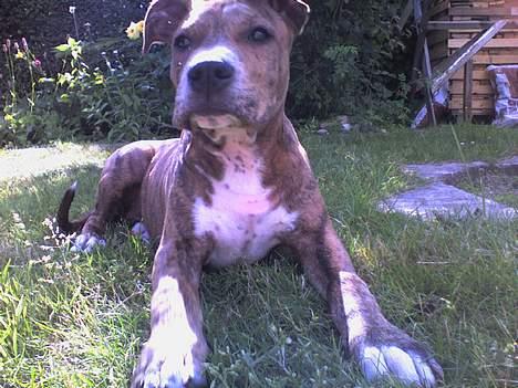 Amerikansk staffordshire terrier Chico - Prøver at være seriøs.....3½ mdr gammel... billede 14