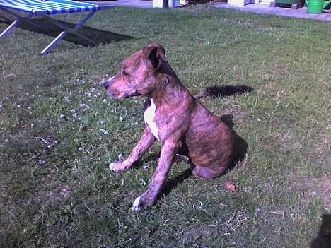 Amerikansk staffordshire terrier Chico - Se hvor flot jeg sidder - 3½ mdr er jeg kun... billede 15