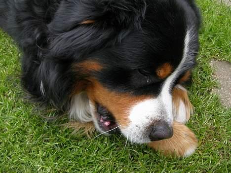 Berner sennenhund Donna Tello - jeg elsker mit tyggeben! billede 5