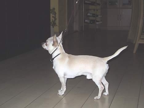 Chihuahua Mikki billede 3