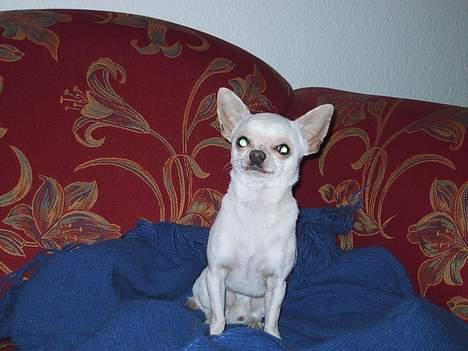 Chihuahua Mikki billede 5