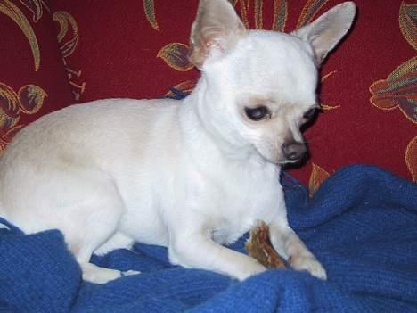 Chihuahua Mikki - Det er MIT griseøre billede 6