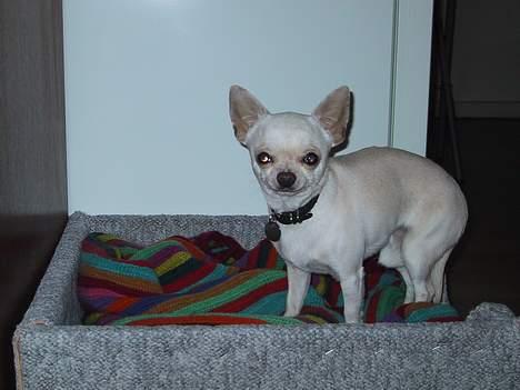 Chihuahua Mikki billede 7