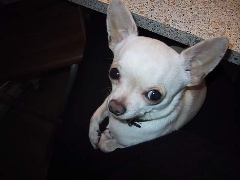 Chihuahua Mikki billede 8