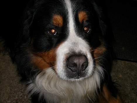 Berner sennenhund Donna Tello - davs med jer! billede 6
