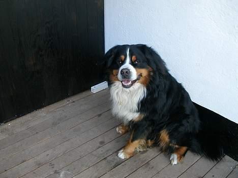 Berner sennenhund Donna Tello - skal vi sidde her sammen? billede 7